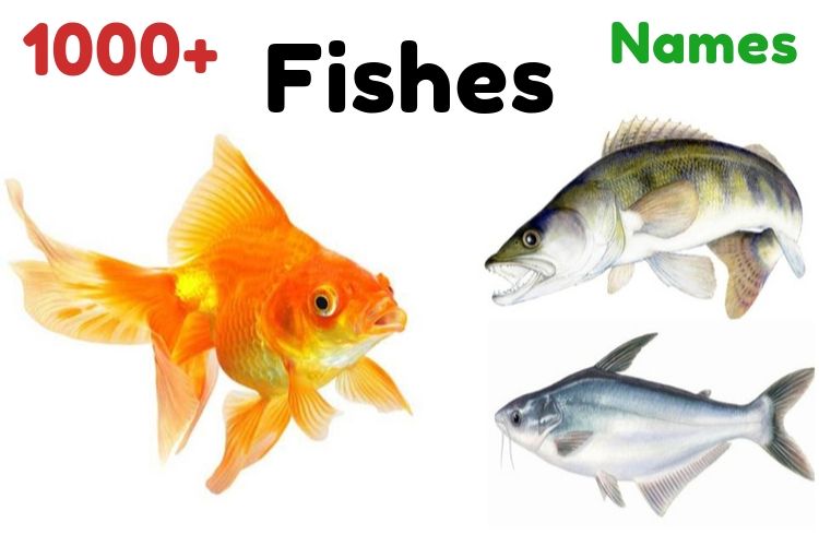 Funny Fish Names