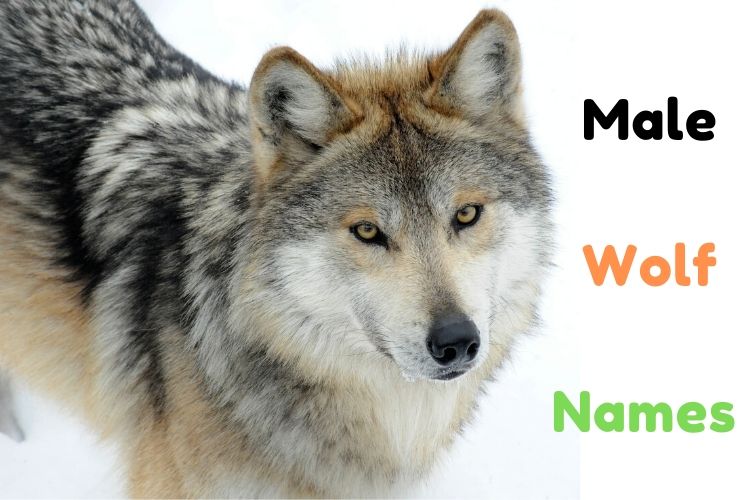 Male Wolf Names