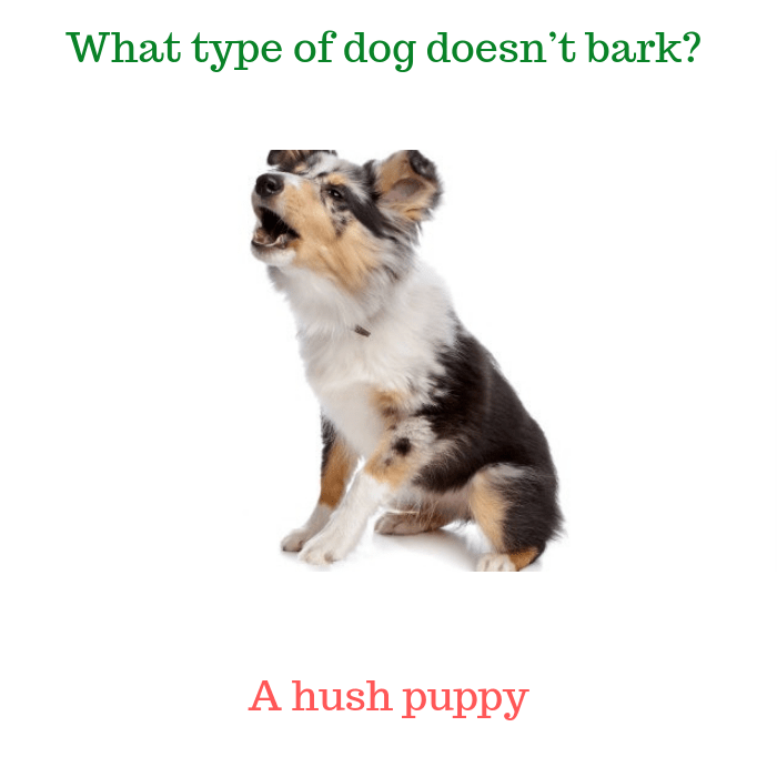 What type of dog doesn’t bark A hush puppy