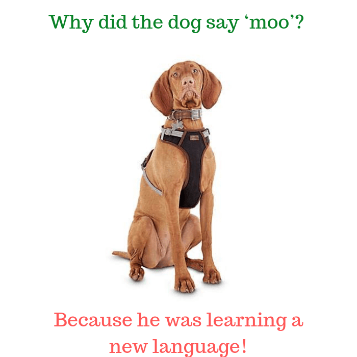 Why did the dog say ‘moo’ Because he was learning a new language!