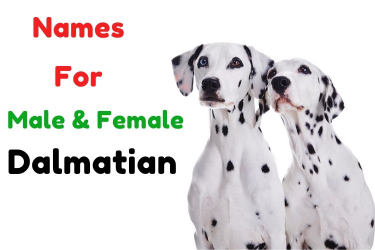 names for male & female Dalmation
