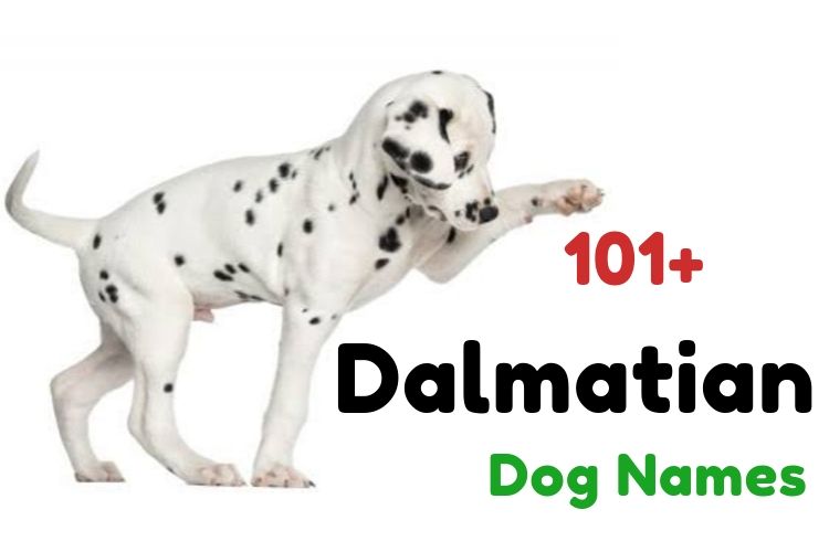 101 Dalmatian Names