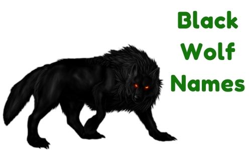 Black Wolf Names