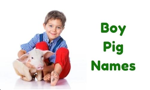 Boy Pig Names
