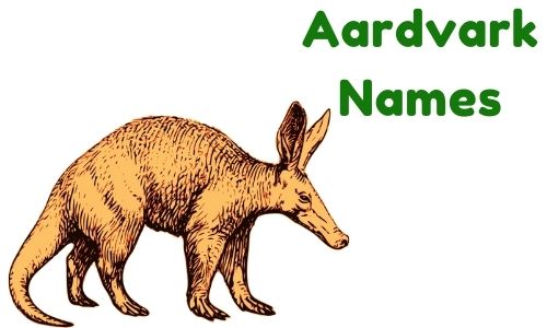 Aardvark Names