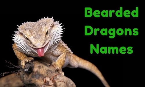 Bearded Dragons Names
