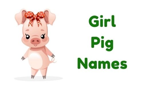 Girl Pig Names