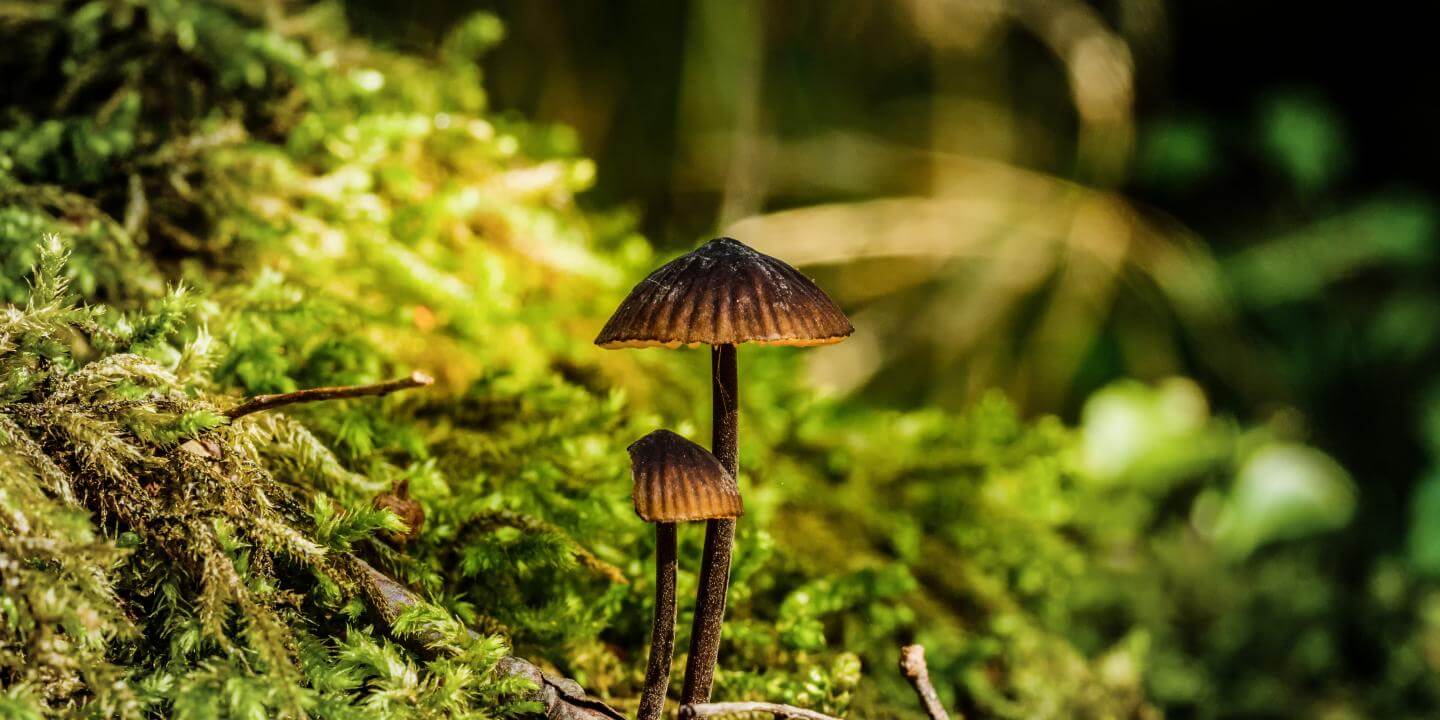 Magic mushrooms as a type of narcotic substance