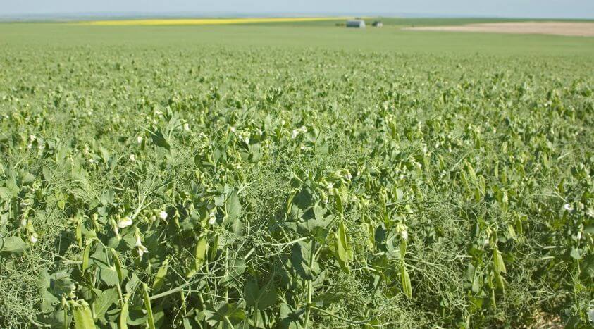 Weed Seed Banks and their Role in Disease Persistence